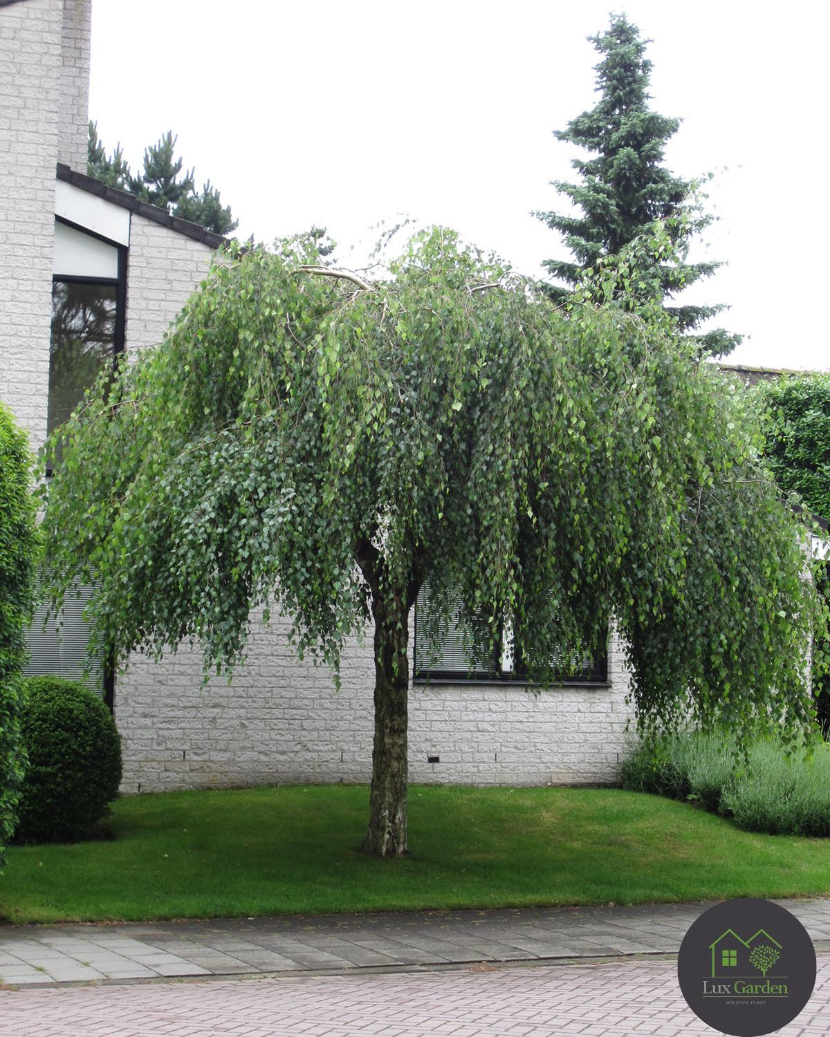 Mesteacănul plângător (Betula pendula Youngii)_result