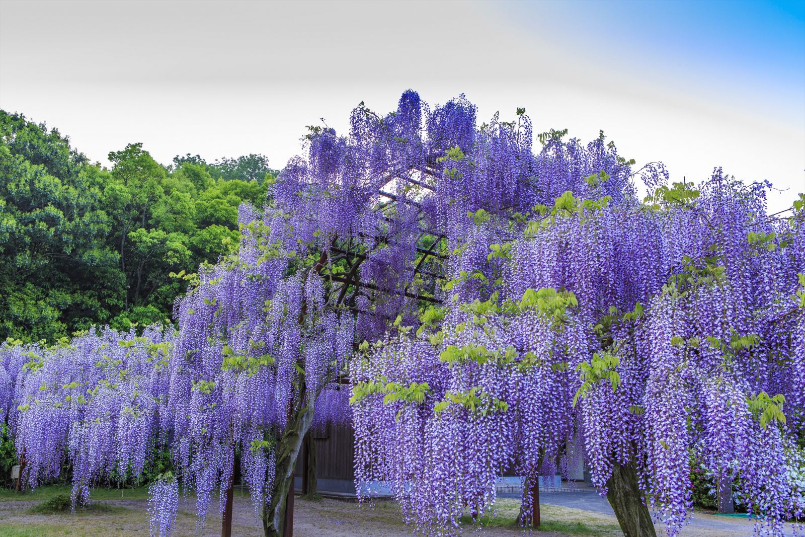 Wisteria Brakybotrys Ikoyama Fuji